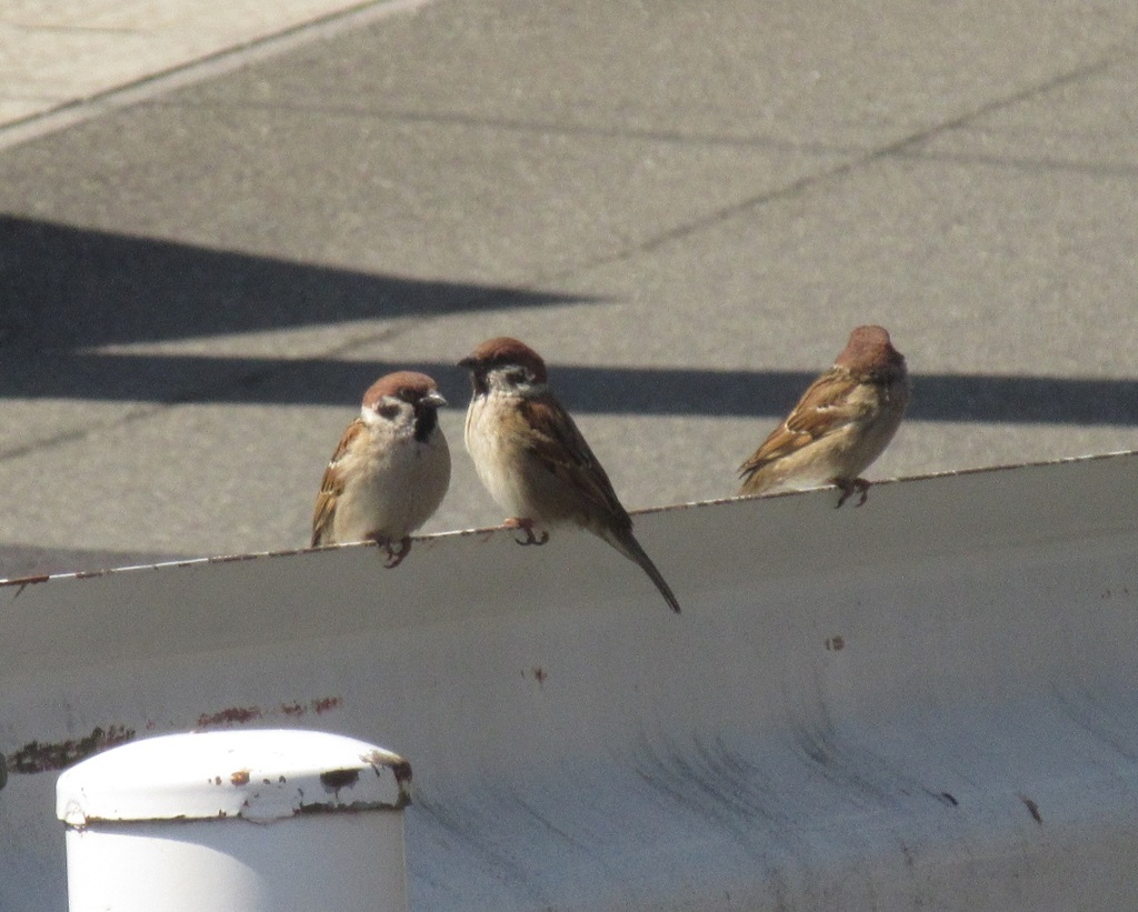 ガードレール上の3匹のスズメ