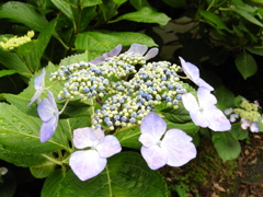 雨の濡れた花々③