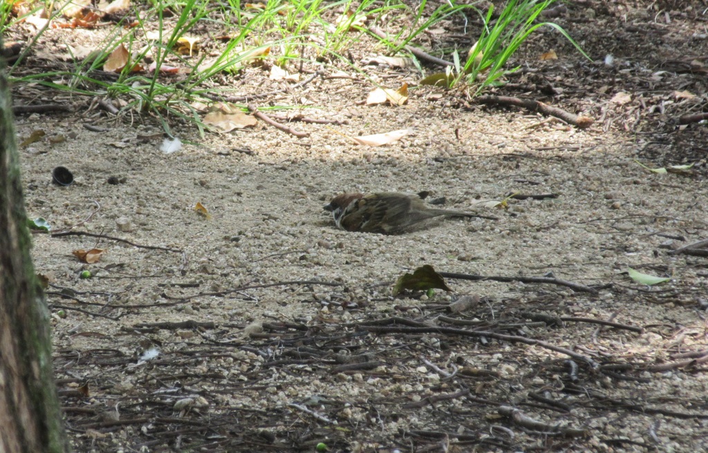 穴を掘ってうずくまってるスズメ②