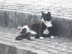 いろいろなポーズの猫ちゃん⑤