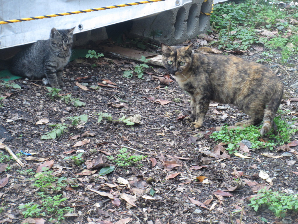 ゆかいな猫ちゃんたち③