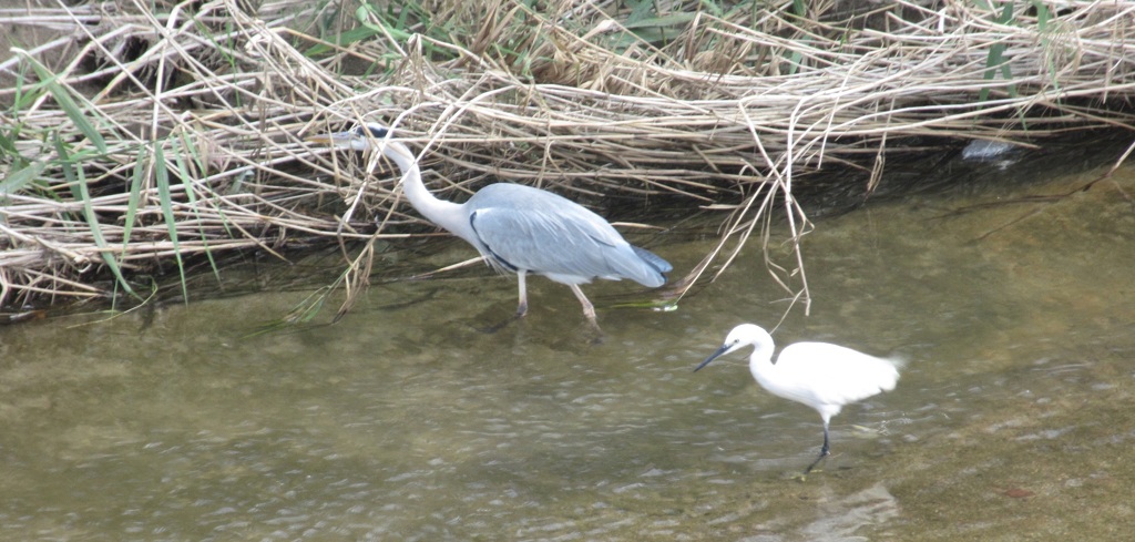 ２羽のサギ