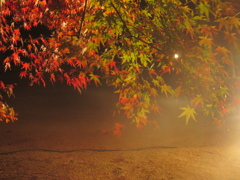 夜の紅葉ライトアップ②