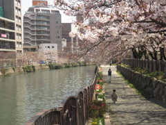 福岡市内の桜⑧