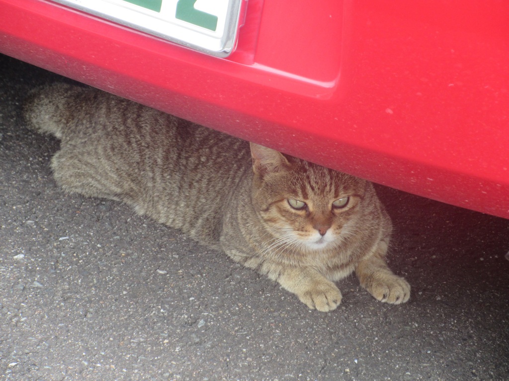 車の下の猫ちゃん
