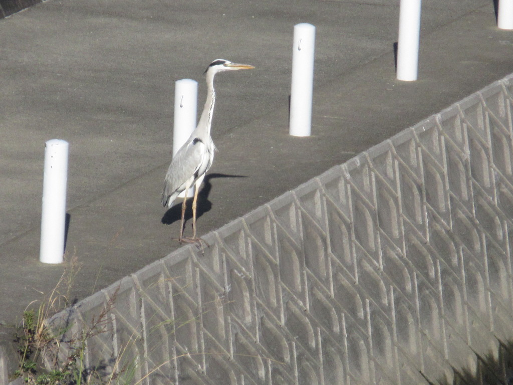 川辺のサギ　