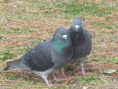 仲の良い鳩①