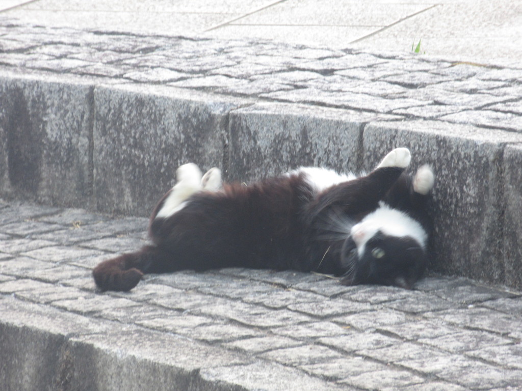 いろいろなポーズの猫ちゃん⑥