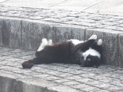 いろいろなポーズの猫ちゃん⑥