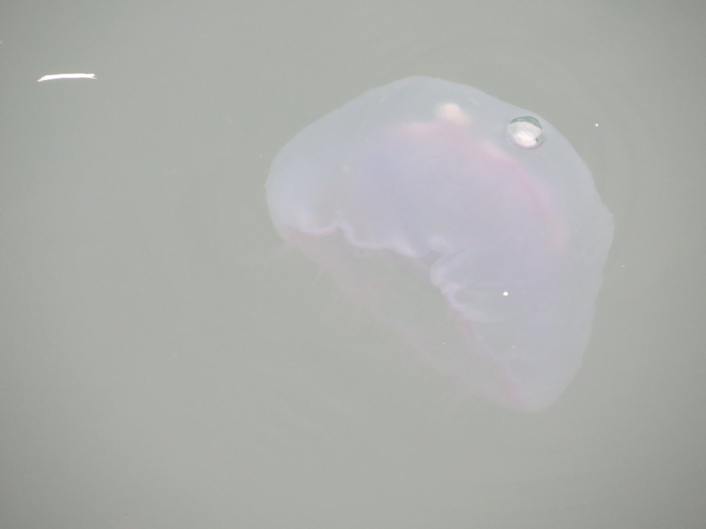 ぷかぷか浮かんでいたクラゲ