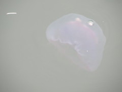 ぷかぷか浮かんでいたクラゲ