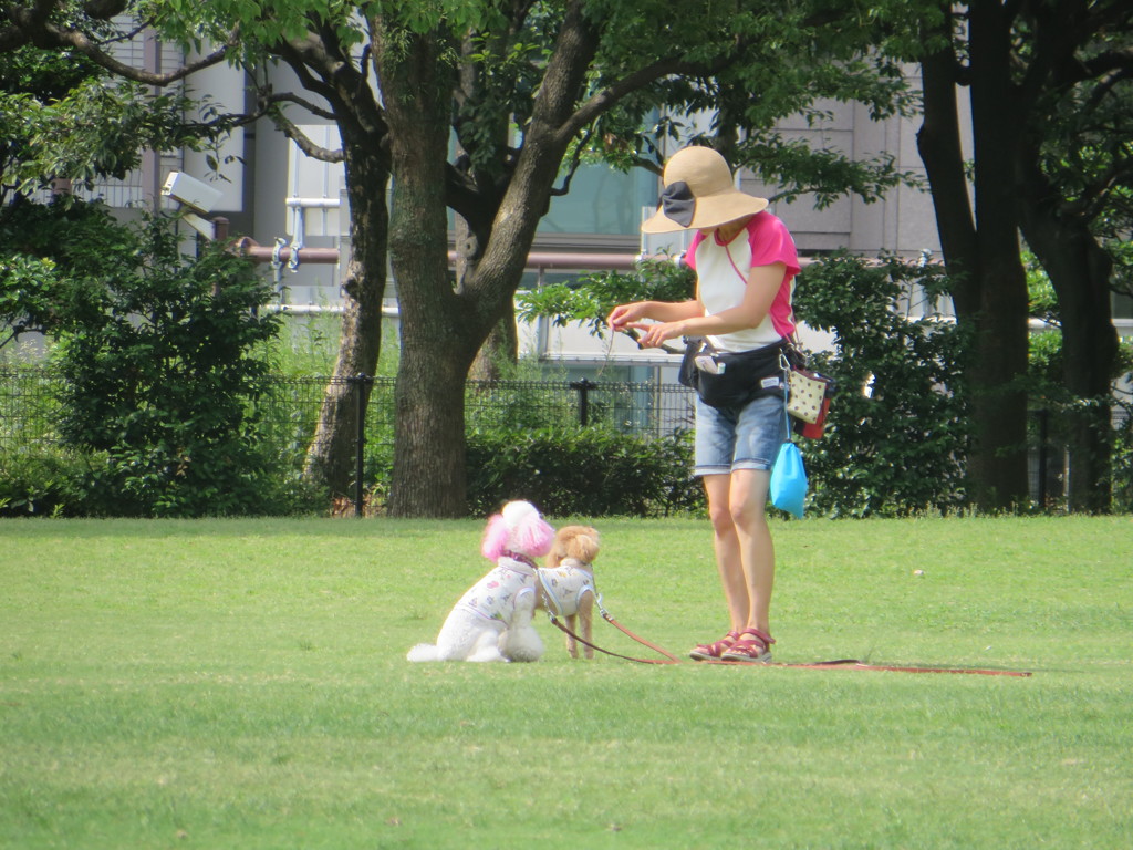公園で遊んでいる犬の光景③