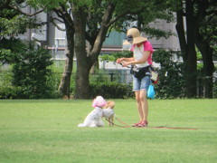 公園で遊んでいる犬の光景③