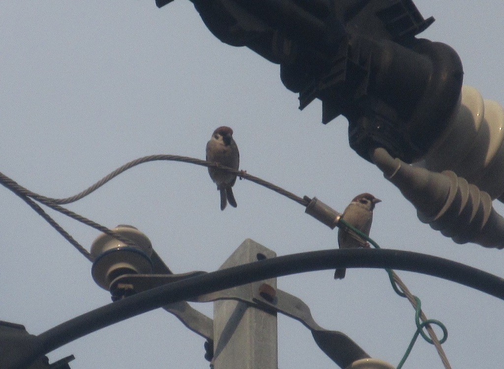 スズメちゃん③