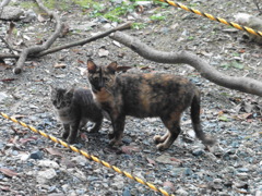 猫ちゃんツーショット②