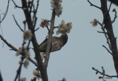 桜の花を啄ばむメジロ