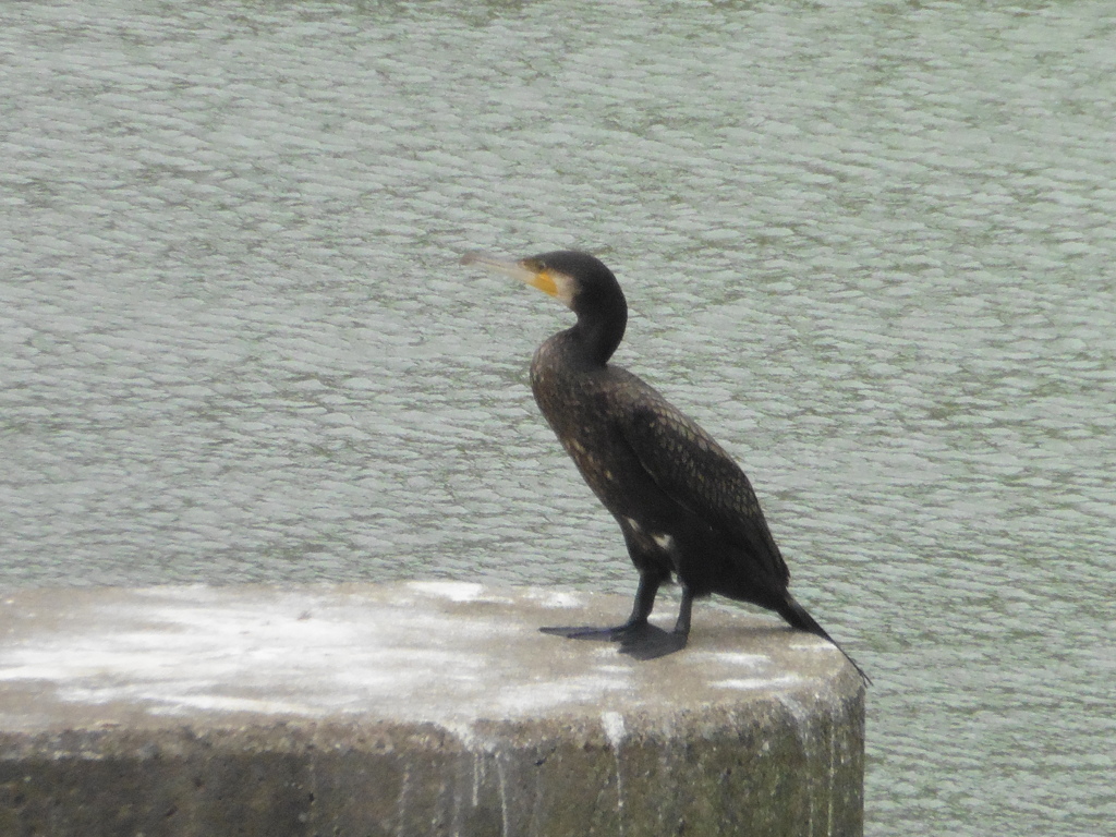 川にたたずむカモ