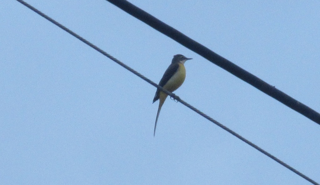 電線の上にとまるキセキレイ