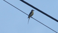電線の上にとまるキセキレイ