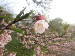 山頂の桜③
