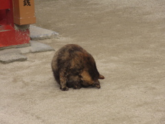 いろいろな素振りの猫ちゃん⑤