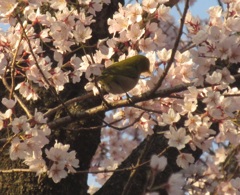 桜＆メジロ