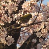 桜＆メジロ