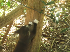 山頂で生活する猫たち⑤