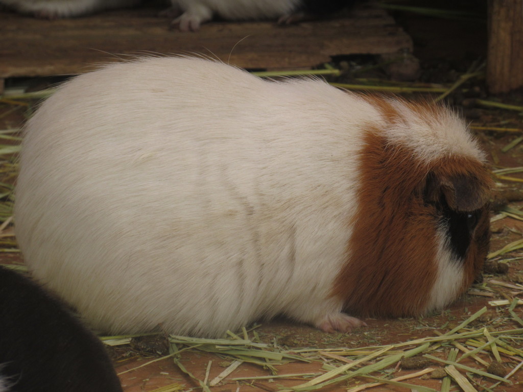 福岡市動物園のモルモット②