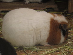福岡市動物園のモルモット②
