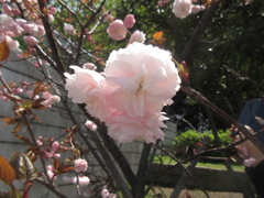 晴れた日と桜②