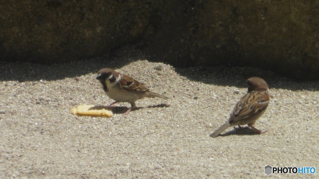 餌みっけ