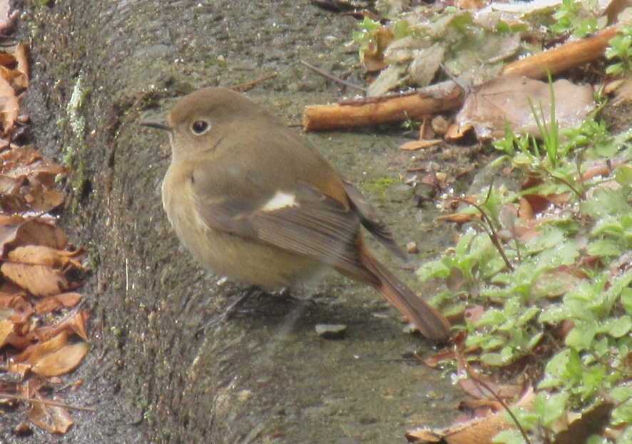 目の前を飛んでいたジョウビタキ