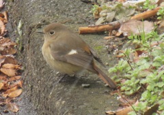 目の前を飛んでいたジョウビタキ