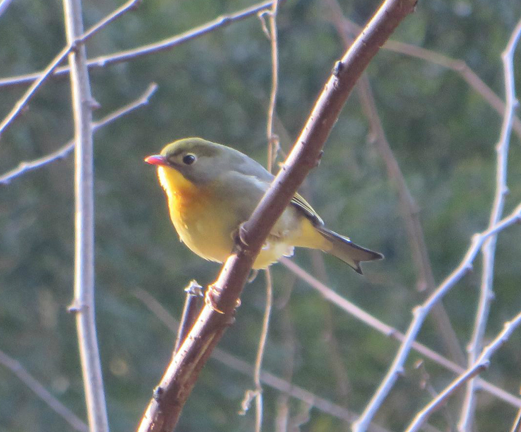 基山のの麓で撮影したソウシチョウ