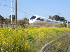 菜の花と白いかもめ