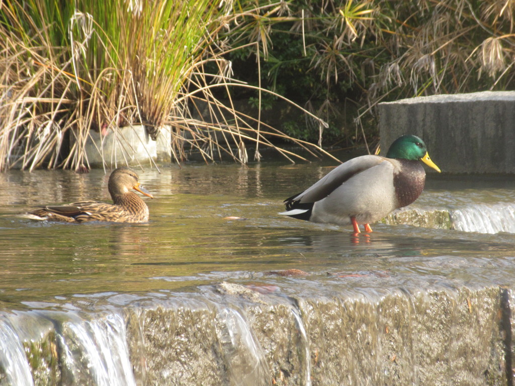 ２匹のカモ②