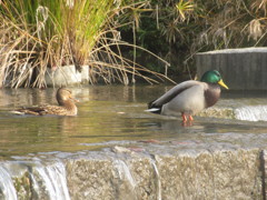 ２匹のカモ②