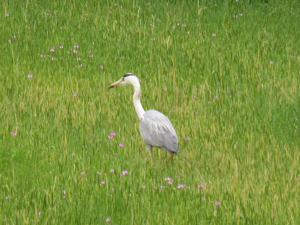 餌を求めて歩き回るサギ　①