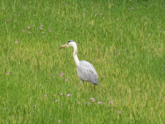 餌を求めて歩き回るサギ　①