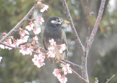 ヒヨドリと桜　③