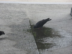 水溜りの水を飲む鳩