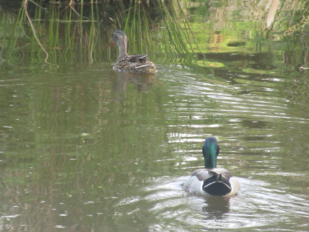 公園のカモたち①