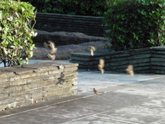 いっせいに飛び出すスズメ
