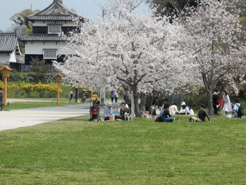 福岡城の桜　④