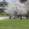 福岡城の桜　④