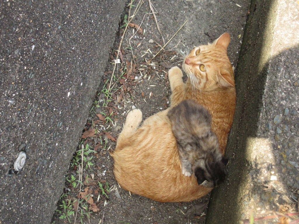 親猫と子猫④