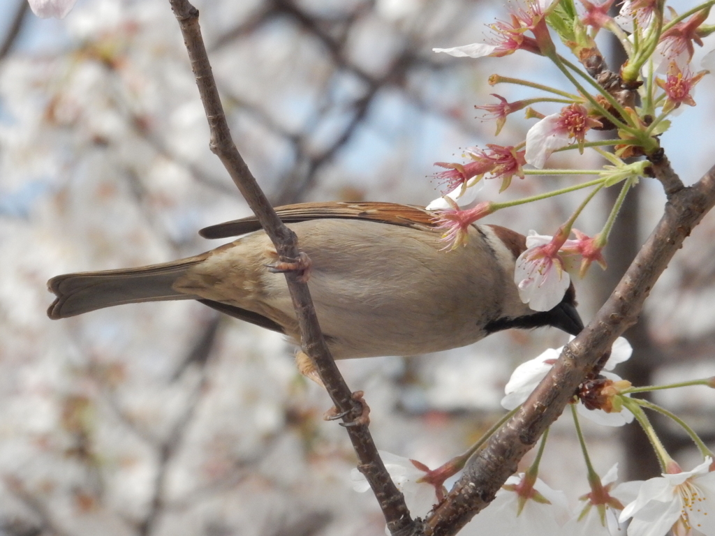 桜をついばむスズメ　⑧