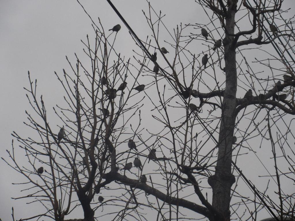 木の上で群がるスズメ
