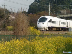 菜の花と白いかもめ②